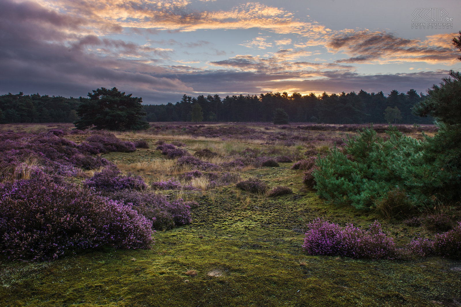 Zonsopgang op Heuvelse Heide Vanaf midden augustus bloeit de heide in onze natuurgebieden in de Kempen. Dus stond ik een paar ochtenden vroeg op om op de Heuvelse Heide in mijn thuisstad Lommel de zonsopgang op de prachtige purperen heide te fotograferen. Stefan Cruysberghs